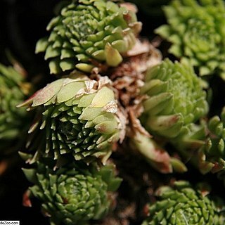 Sempervivum pumilum unspecified picture