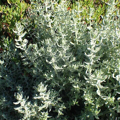 Helichrysum dasyanthum unspecified picture