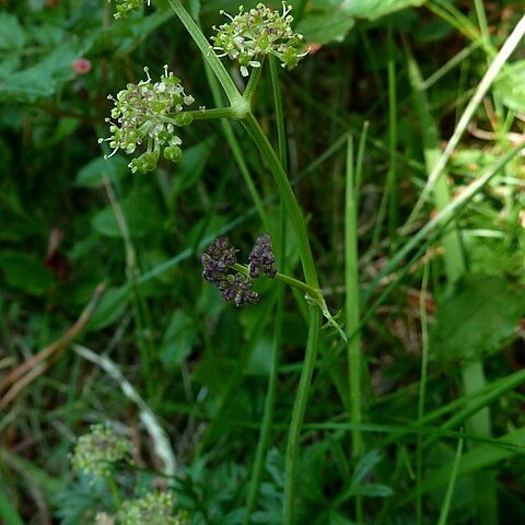 Angelica pyrenaea unspecified picture