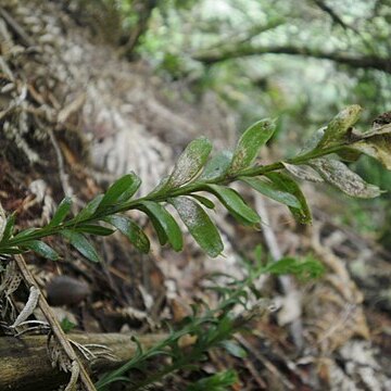 Tmesipteris tannensis unspecified picture