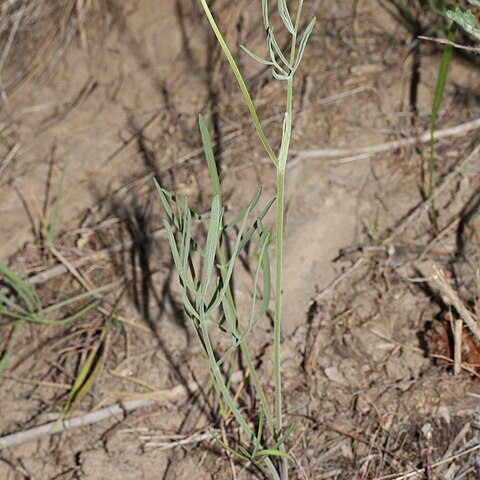 Lomatium triternatum unspecified picture