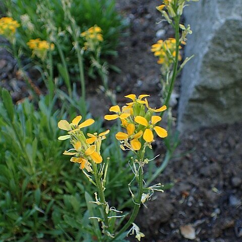 Erysimum pulchellum unspecified picture