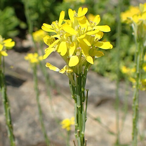 Erysimum cuspidatum unspecified picture