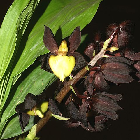 Catasetum tenebrosum unspecified picture