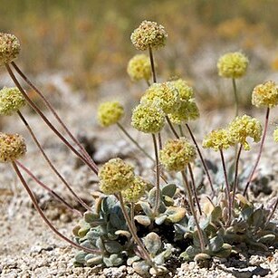 Eriogonum argophyllum unspecified picture