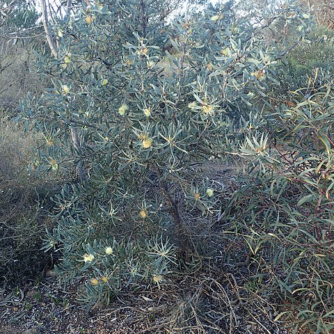 Hakea cinerea unspecified picture