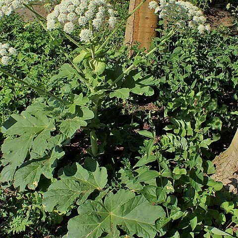 Heracleum platytaenium unspecified picture