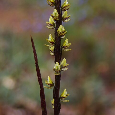 Prasophyllum elatum unspecified picture