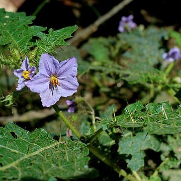 Solanum ditrichum unspecified picture