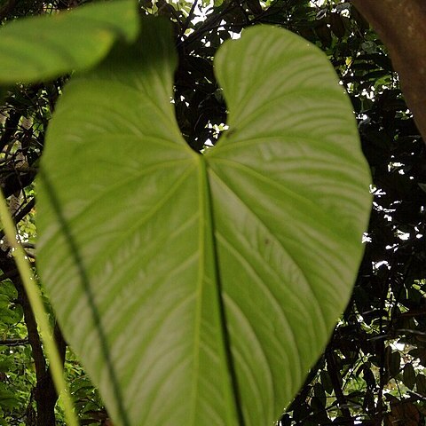 Anthurium caperatum unspecified picture