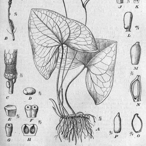 Ulearum sagittatum unspecified picture