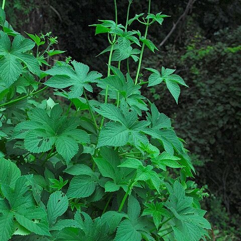 Humulopsis scandens unspecified picture