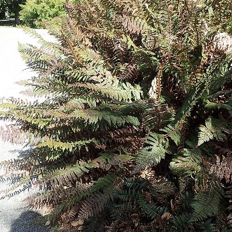 Polystichum neozelandicum subsp. neozelandicum unspecified picture