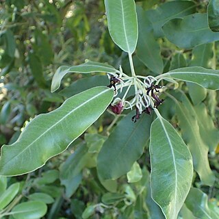 Pittosporum huttonianum unspecified picture