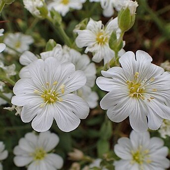 Cerastium banaticum unspecified picture