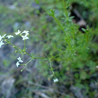 Galium valdepilosum unspecified picture