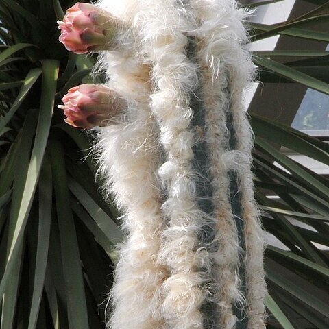 Pilosocereus leucocephalus unspecified picture