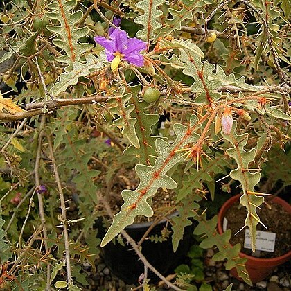 Solanum pyracanthos unspecified picture