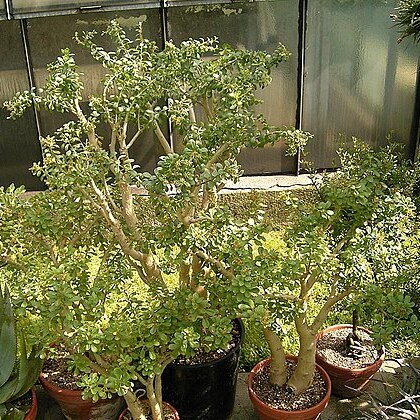 Sedum oxypetalum unspecified picture