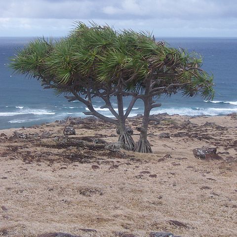 Pandanus heterocarpus unspecified picture