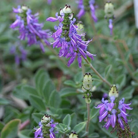 Plectranthus ornatus unspecified picture