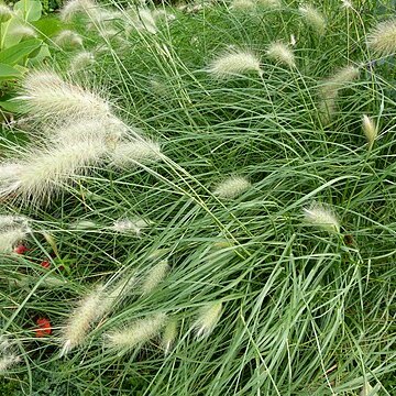 Pennisetum villosum unspecified picture