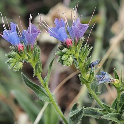 Echium salmanticum unspecified picture