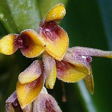 Acianthera ophiantha unspecified picture