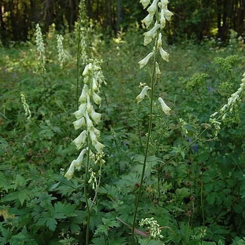 Aconitum lasiostomum unspecified picture