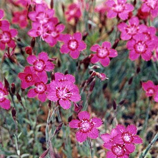 Dianthus myrtinervius unspecified picture