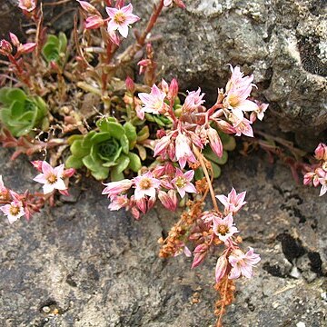 Sempervivum iranicum unspecified picture