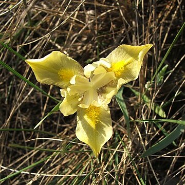 Iris arenaria unspecified picture