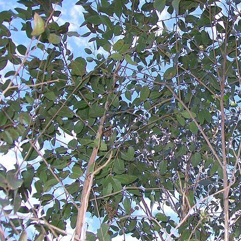 Eucalyptus ligustrina unspecified picture