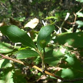 Vaccinium koreanum unspecified picture