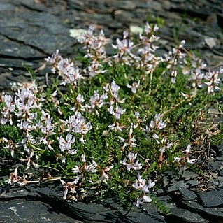 Astragalus distortus var. engelmannii unspecified picture