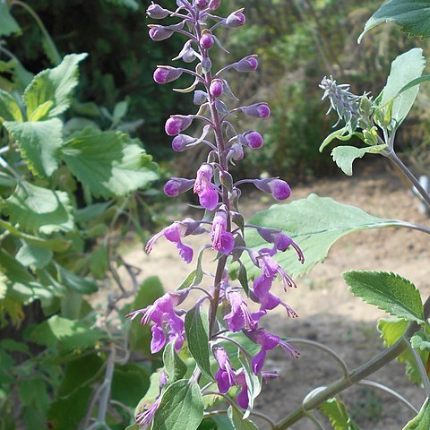 Teucrium betonicum l'hér. unspecified picture