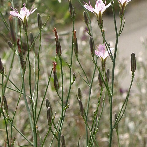 Stephanomeria tenuifolia unspecified picture