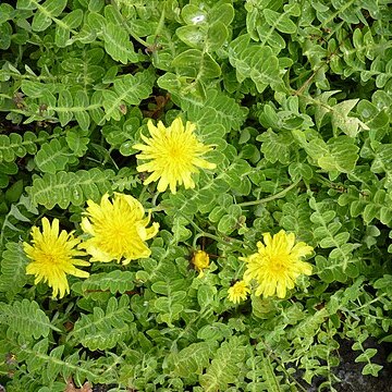 Sonchus ustulatus subsp. maderensis unspecified picture