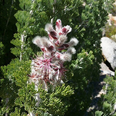 Paranomus tomentosus unspecified picture