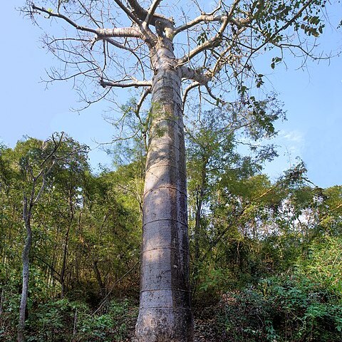 Cavanillesia platanifolia unspecified picture