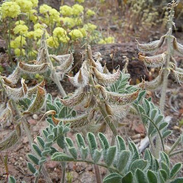 Astragalus malacus unspecified picture