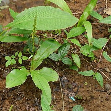 Habenaria furcifera unspecified picture