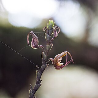 Scaphosepalum antenniferum unspecified picture