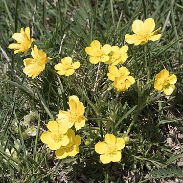 Ranunculus dissectus unspecified picture