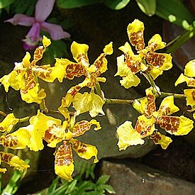 Oncidium massangei unspecified picture