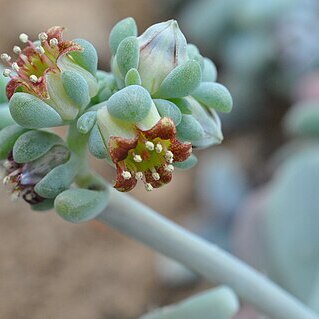 Sedum commixtum unspecified picture