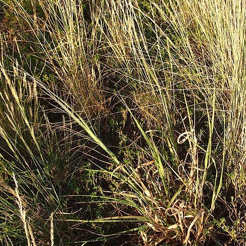 Panicum decompositum unspecified picture