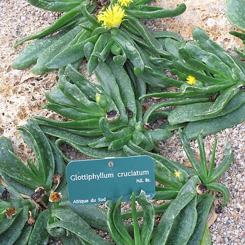 Glottiphyllum cruciatum unspecified picture