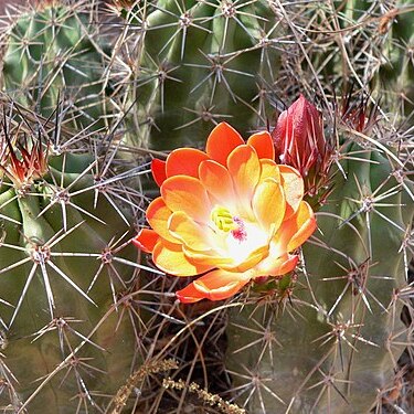 Echinocereus arizonicus unspecified picture