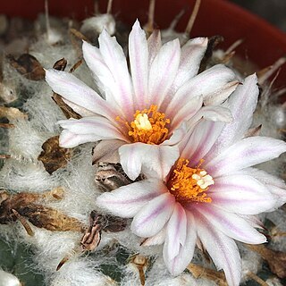 Turbinicarpus schmiedickeanus subsp. andersonii unspecified picture